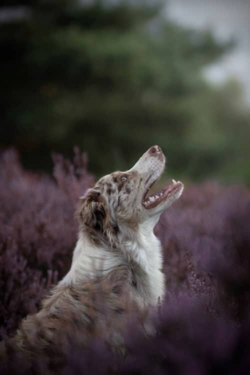 Profilansicht: Border Collie Cody sitzt in Heidepflanzen.