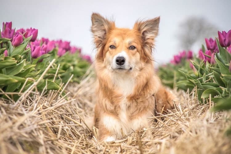 Border Collie Frida liegt auf Stroh zwischen 2 Reihen pinker Tulpen.