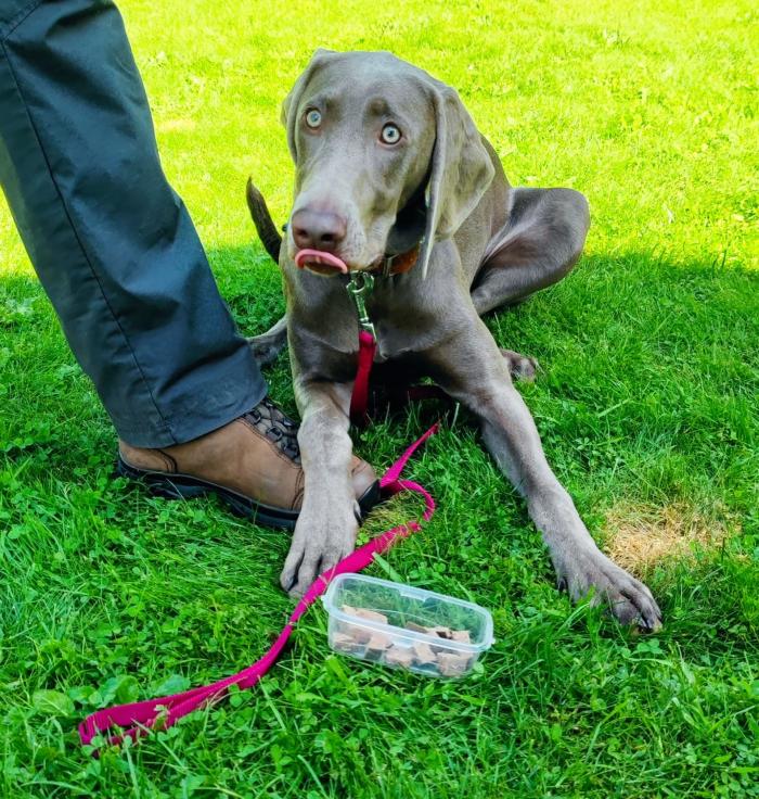 Neila, die 6 Monate alte Weimaraner-Hündin