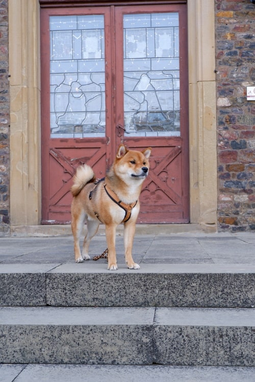 Shiba Zuko steht an einer Treppe, hinter ihm ist eine rote Tür mit Glasfenstern zu sehen.