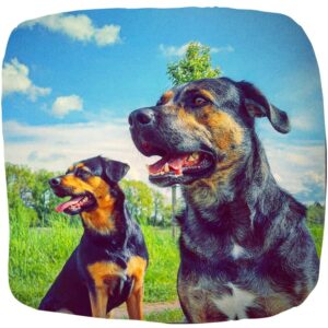 Die beiden Schäferhund-Appenzeller-Mix-Hündinnen Hellea und Alice gehören auch zu unseren Community-Tester:innen.