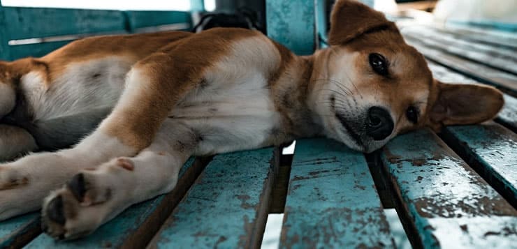 Ein Hund liegt auf Holzlatten