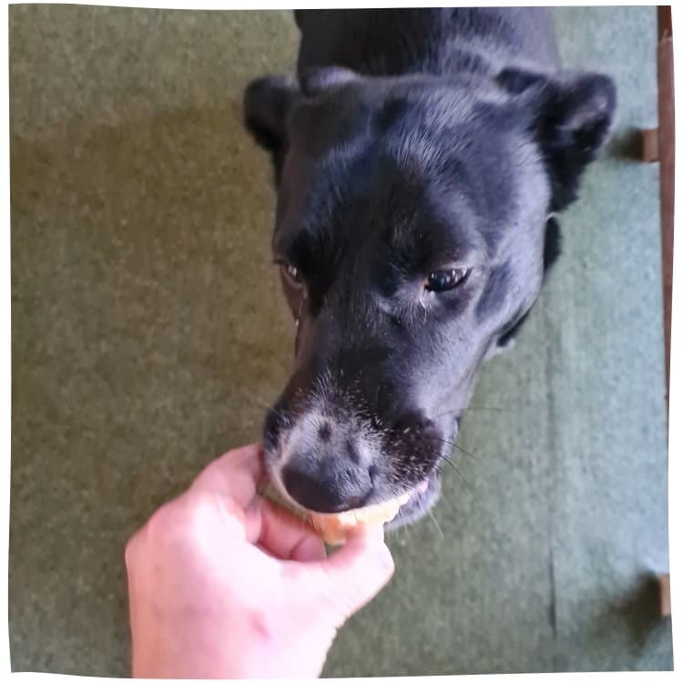 Labrador-Mix Finy testet die Chewies Snacks