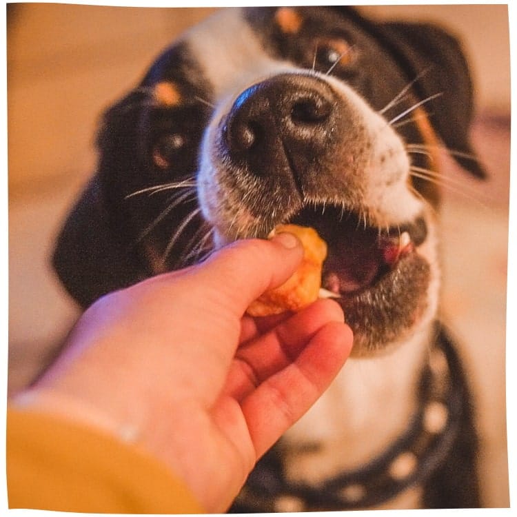 Appenzeller Sennenhund Oscar snackt im Test ebenfalls mit.