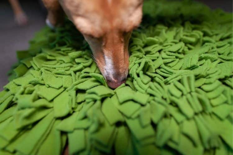 Hündin Paula sucht mit der Nase den Schnüffelrasen nach Futter ab.