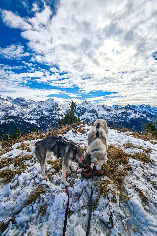 Husky Juna testet das Futter ebenfalls.