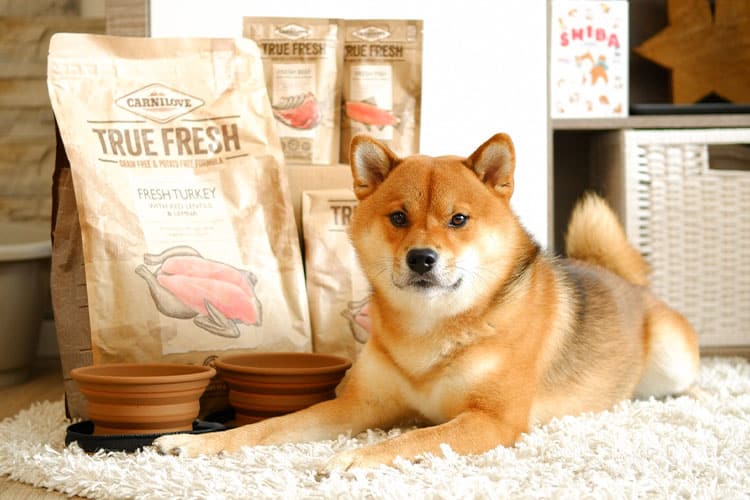 Shiba Zuko mit den Carnilove True Fresh Produkten aus dem Testpaket.