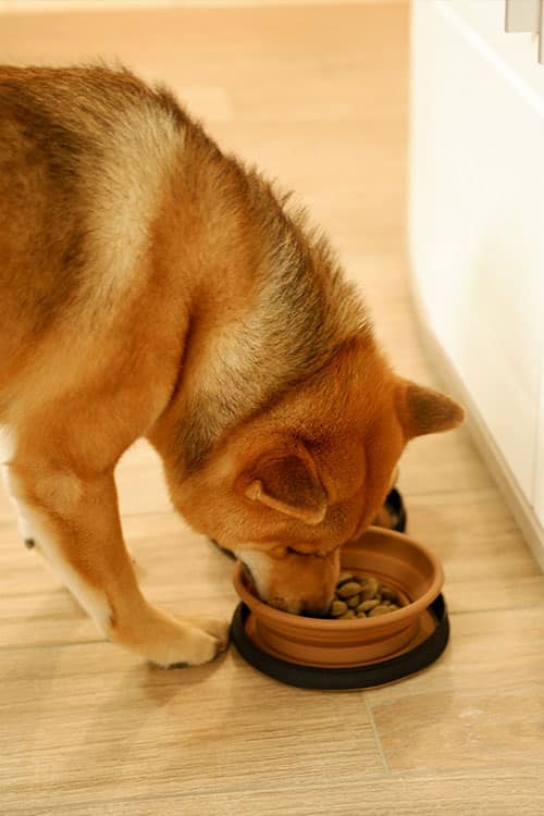 Shiba Zuko frisst das Trockenfutter Carnilove True Fresh.