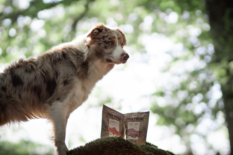 Border Collie Cody hat das True Fresh Trockenfutter sehr gut geschmeckt.