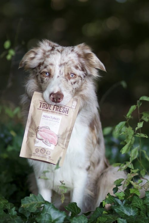 Border Collie Cody hält eine Packung True Fresh Turkey