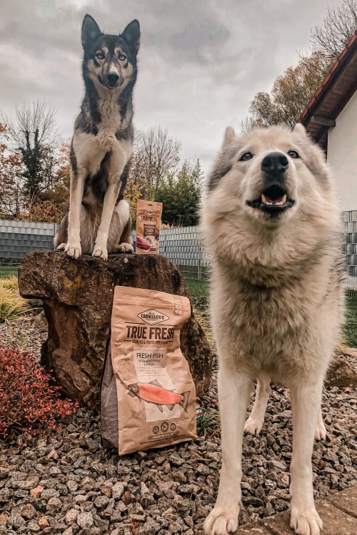 Auch Husky Juna, eigentlich eine mäkelige Fresserin, hat das Futter geschmeckt.