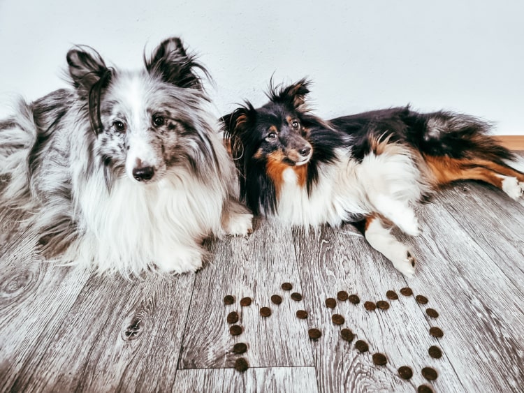 Die Shelties Mercedes und Melbourne