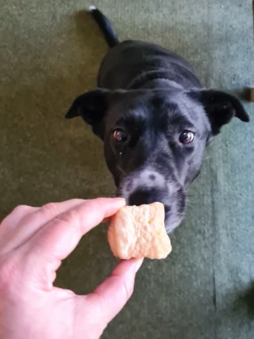 Labrador-Mix Finy hatte die Kaustange aus dem Chewies Snack-Sortiment am liebsten, fand die weiteren Snacks aber auch prima.