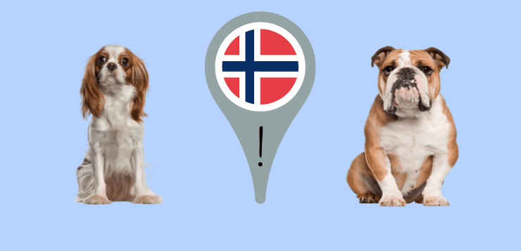 Ein Cavalier King Charles Spaniel und eine Englische Bulldogge