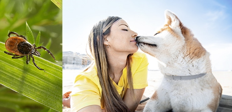 Links: Eine Zecke läuft auf einem Grashalm. Rechts: Eine Frau mit Hund