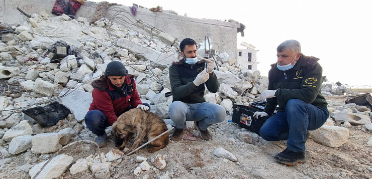 Tierschützer in Syrien helfen verletzten und heimatlosen Tieren.