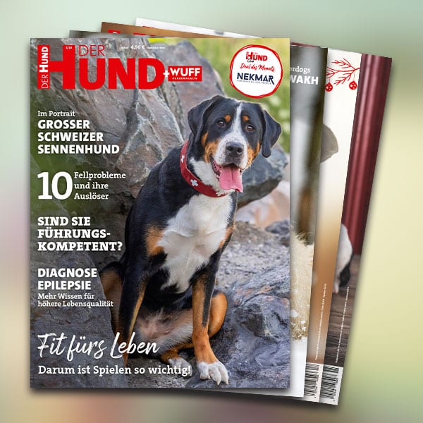 DER HUND Print-Jahresabo