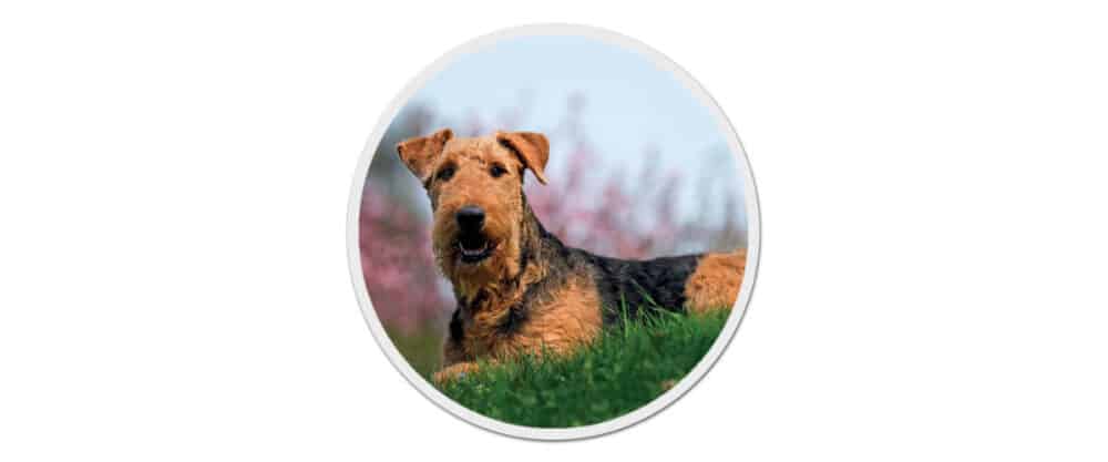 Ein ausgewachsener Airedale Terrier liegt auf einer grünen Wiese vor blauem Himmel.