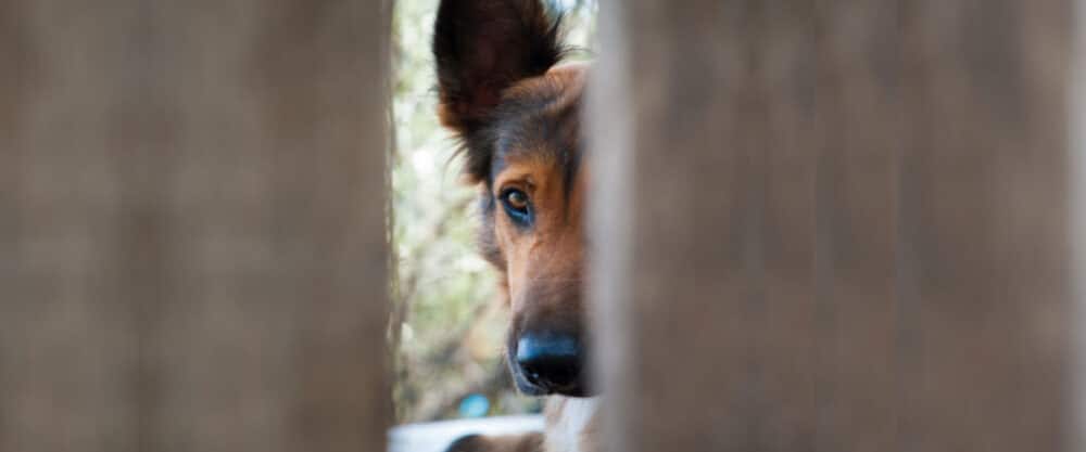 Ein Schäferhund schaut zwischen zwei Holzbrettern in Richtung der Kamera.