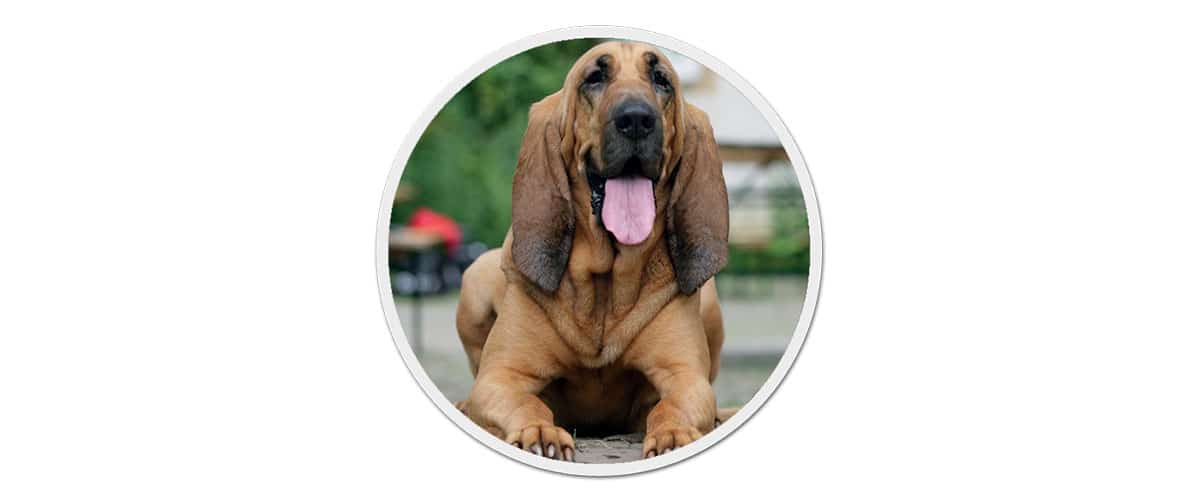 Ein Bloodhound liegt auf dem Boden und schaut aufmerksam.