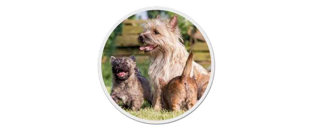 Ein Cairn Terrier sitzt mit 2 Welpen derselben Rasse an seiner Seite.