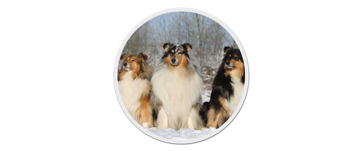 3 Langhaar-Collies sitzen nebeneinander im Schnee.