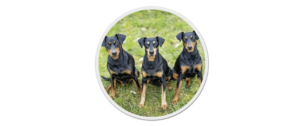 3 Deutsche Pinscher sitzen nebeneinander auf einer Wiese und schauen nach oben in die Kamera.