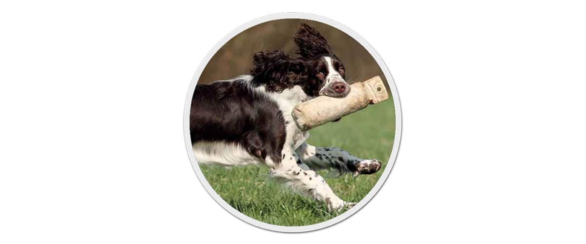 Ein English Springer Spaniel im Lauf: Er trägt ein Apportel im Maul und schaut zur Kamera.