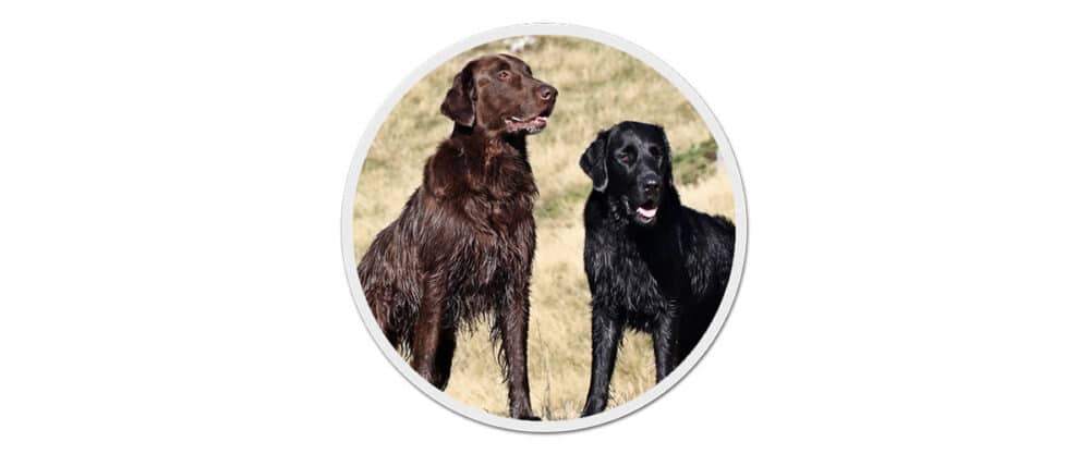 Ein leberfarbener und ein schwarzer Flat Coated Retriever nebeneinander auf einem Stein.