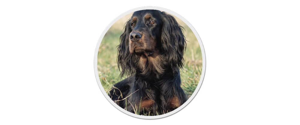 Ein Gordon Setter liegt im Gras und schaut an der Kamera vorbei.