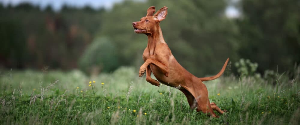 Ein ungarischer Jagdhund (Vizsla) springt auf einer Wiese während des Rennens in die Höhe.