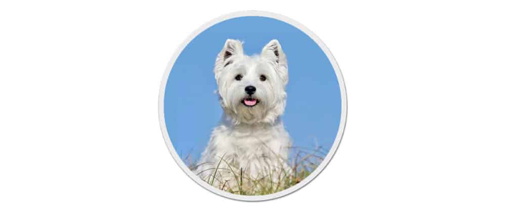 Ein erwachsener West Highland White Terrier sitzt vor strahlend blauem Himmel.