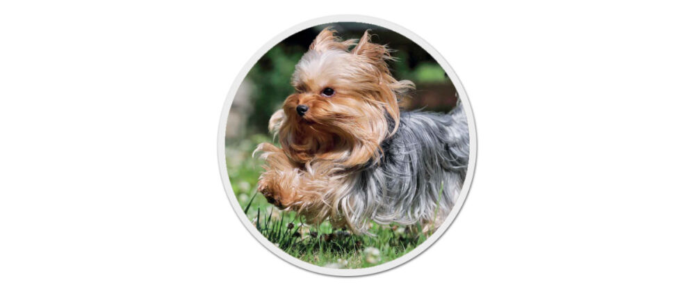 Ein Yorkshire Terrier mit langen Haaren flitzt über eine Wiese mit Klee.