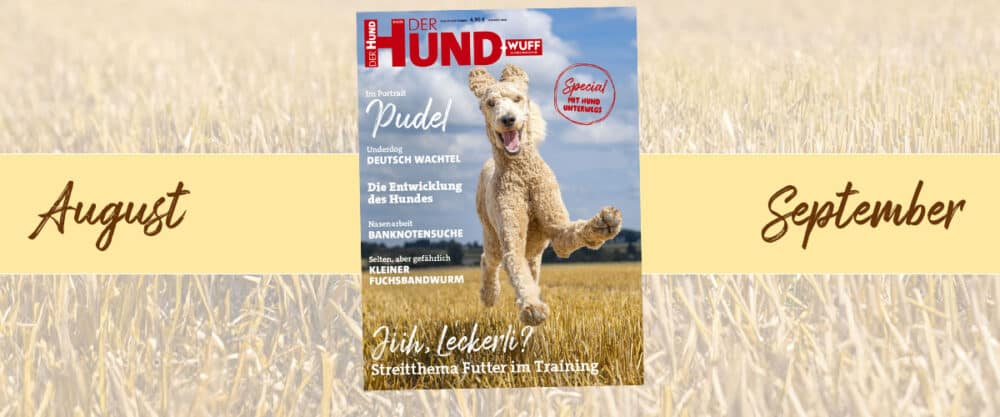 Das Cover der DER HUND Ausgabe August/September 2024 zeigt einen rennenden Pudel auf einem abgemähten Feld.