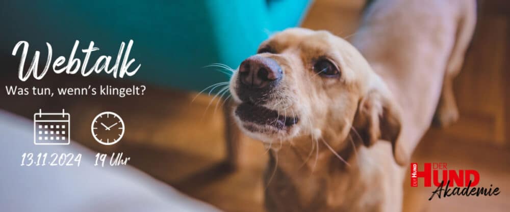 Ein Hund bellt in der Wohnung.