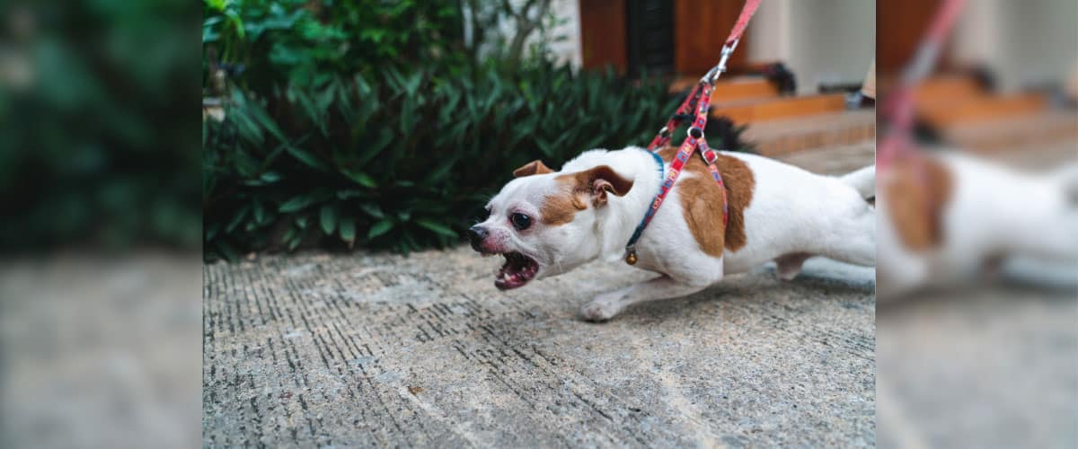 Ein kleiner Hund bellt und zieht an der Leine.