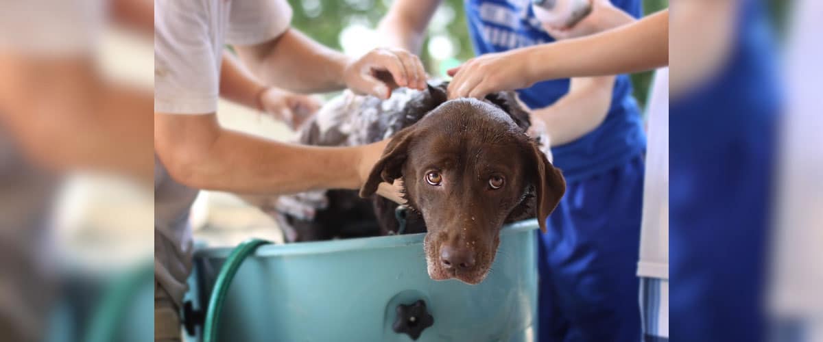 Ein brauner Hund steht in einer Plastikwanne und wird von mehreren Menschen gewaschen.