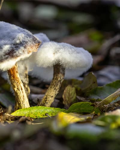 Pilze mit Schimmel überzogen als Gefahr für Hunde im Wald.