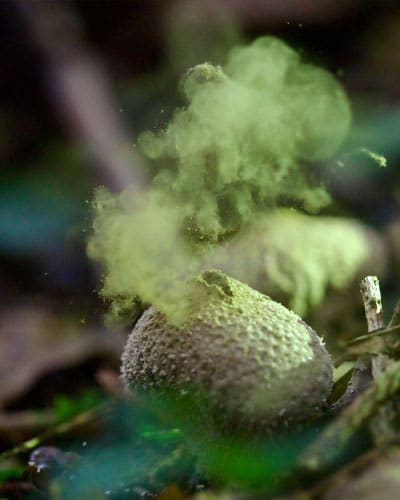 Gefahr durch Sporen aus Pilzen im Wald.