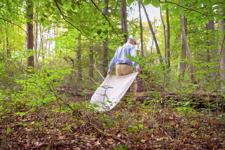 Prof. Dr. Gerhard Dobler sammelt mithilfe eines hellen Tuchs Zecken im Nymphenburger Park.