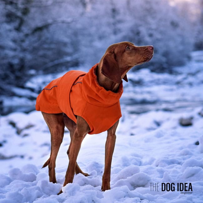 Ein Vizsla trägt einen orangefarbenen Hundemantel und steht im Schnee