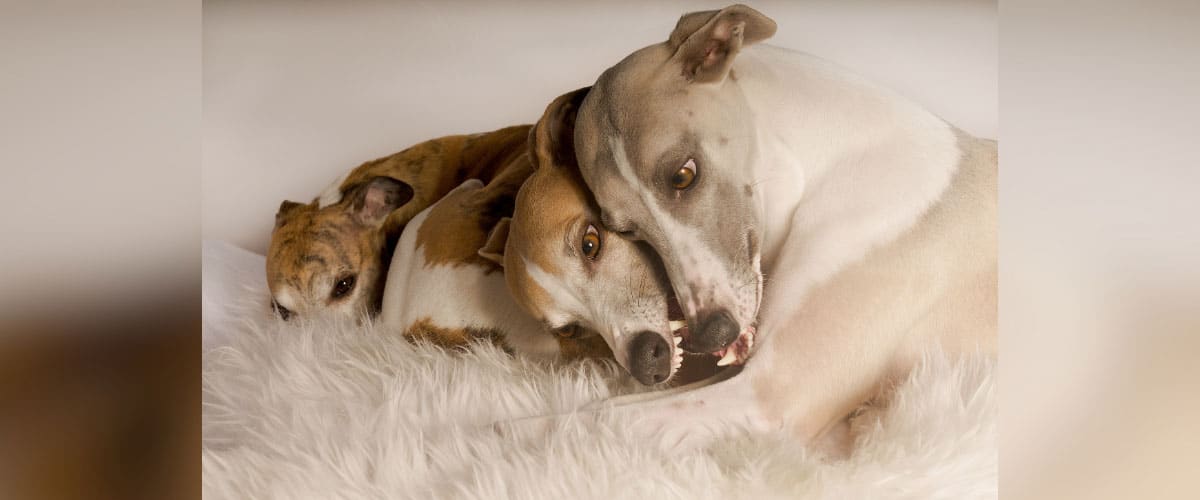 3 Windhunde liegen beieinander auf einer weichen Decke