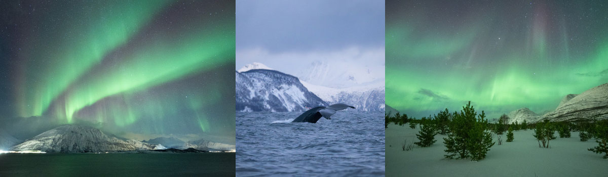 Nordlichter und die Flosse eines abtauchenden Buckelwals in Nordnorwegen